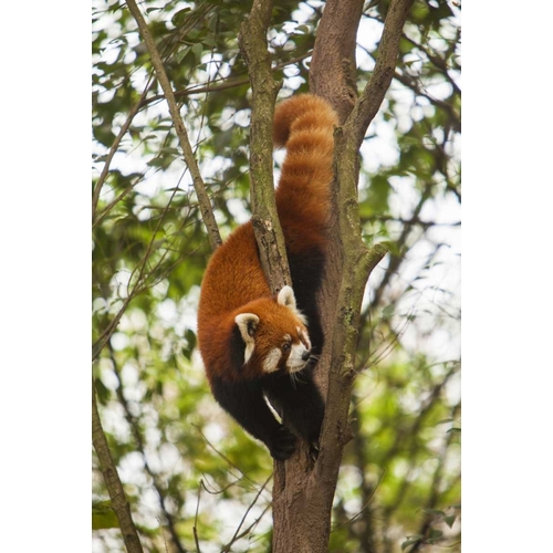China, Chengdu, Wolong Reserve Lesser panda